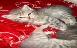 Scottish Fold cats for sale: Beautiful Scottish straight cross British shorts😍 - Image 24