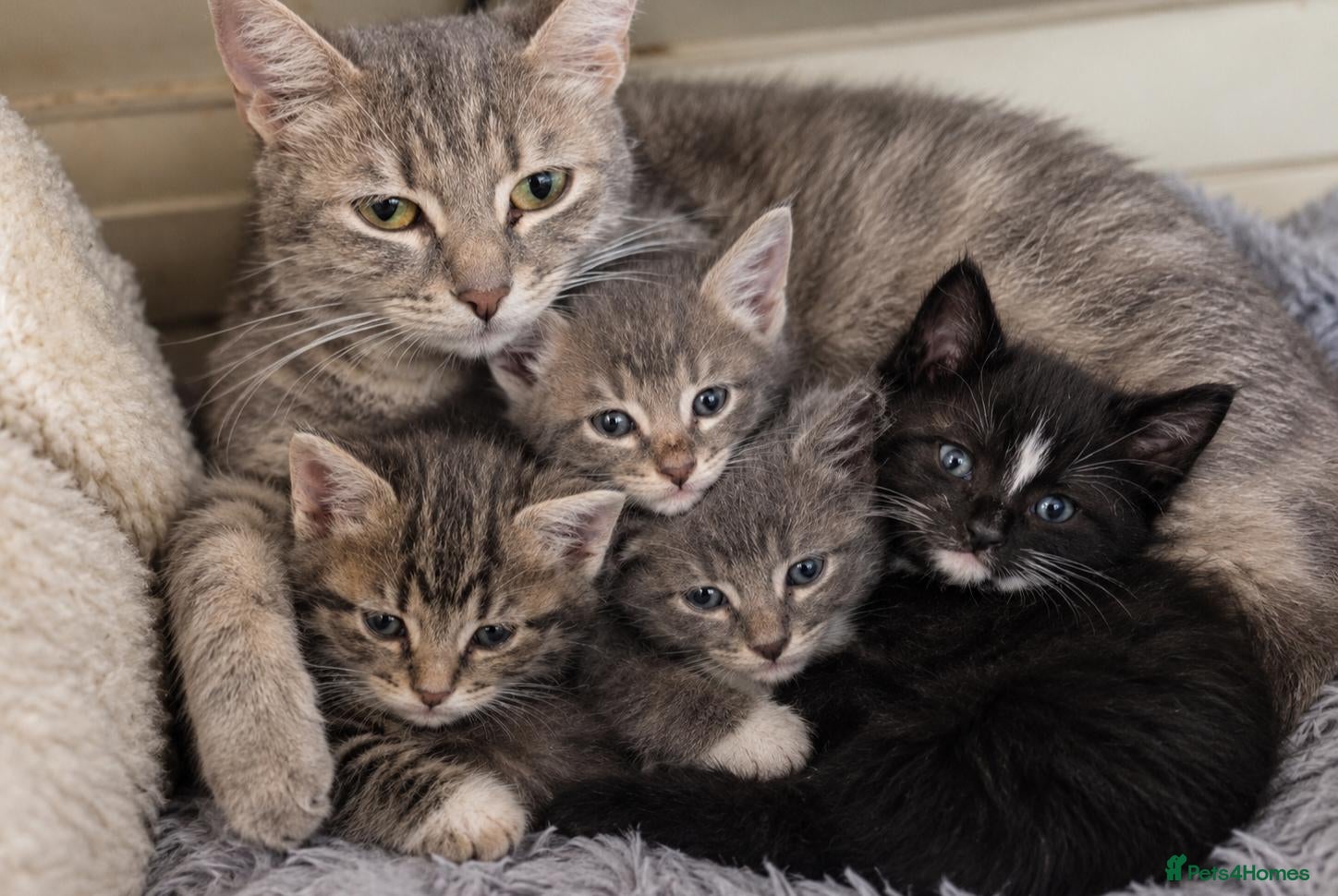 British Shorthair cats 5 kittens, ready next weds - Advert 1