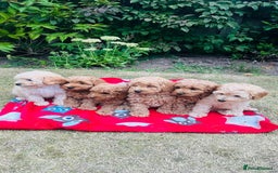 Labradoodle dogs for sale: Chunky Miniature Soft Curled Labradoodle Pups - Image 1