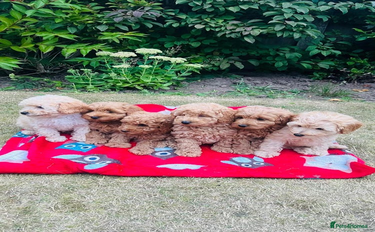 Labradoodle dogs - Advert 1