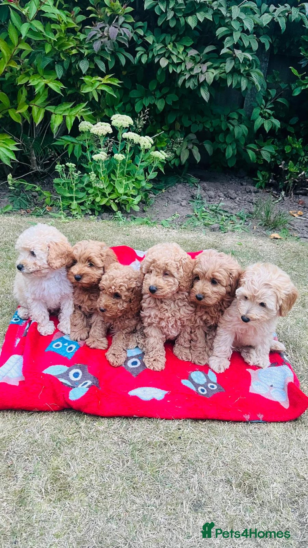 Labradoodle dogs for sale: Chunky Miniature Soft Curled Labradoodle Pups - Image 1