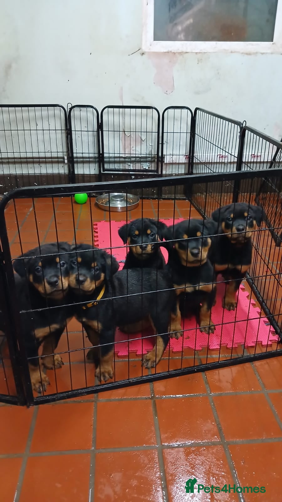 Rottweiler dogs Only 3 boys left . Rottweiler pups KC reg - Advert 2