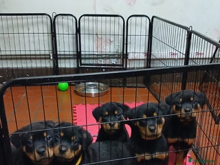 Rottweiler dogs Only 3 boys left . Rottweiler pups KC reg - Advert 1