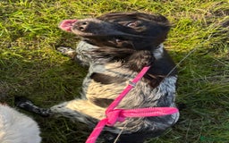 Mixed Breed dogs for sale: Sprollie Puppies - Image 8