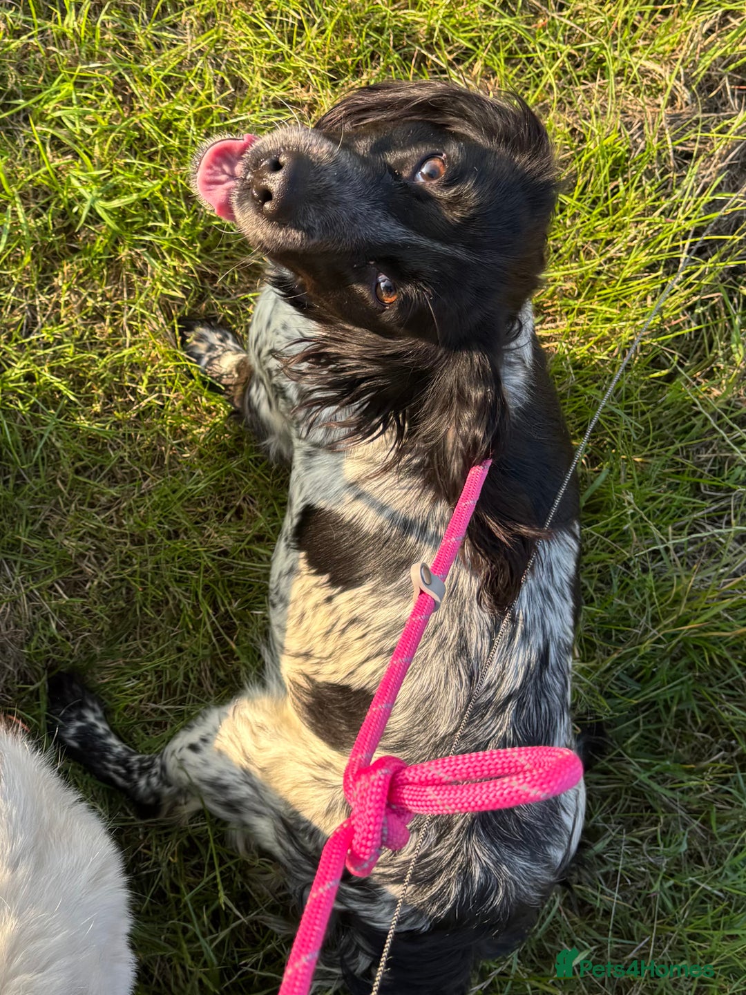 Mixed Breed dogs for sale: Sprollie Puppies - Image 8