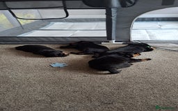 Rottweiler dogs for sale: Rottweiler puppies - Image 5