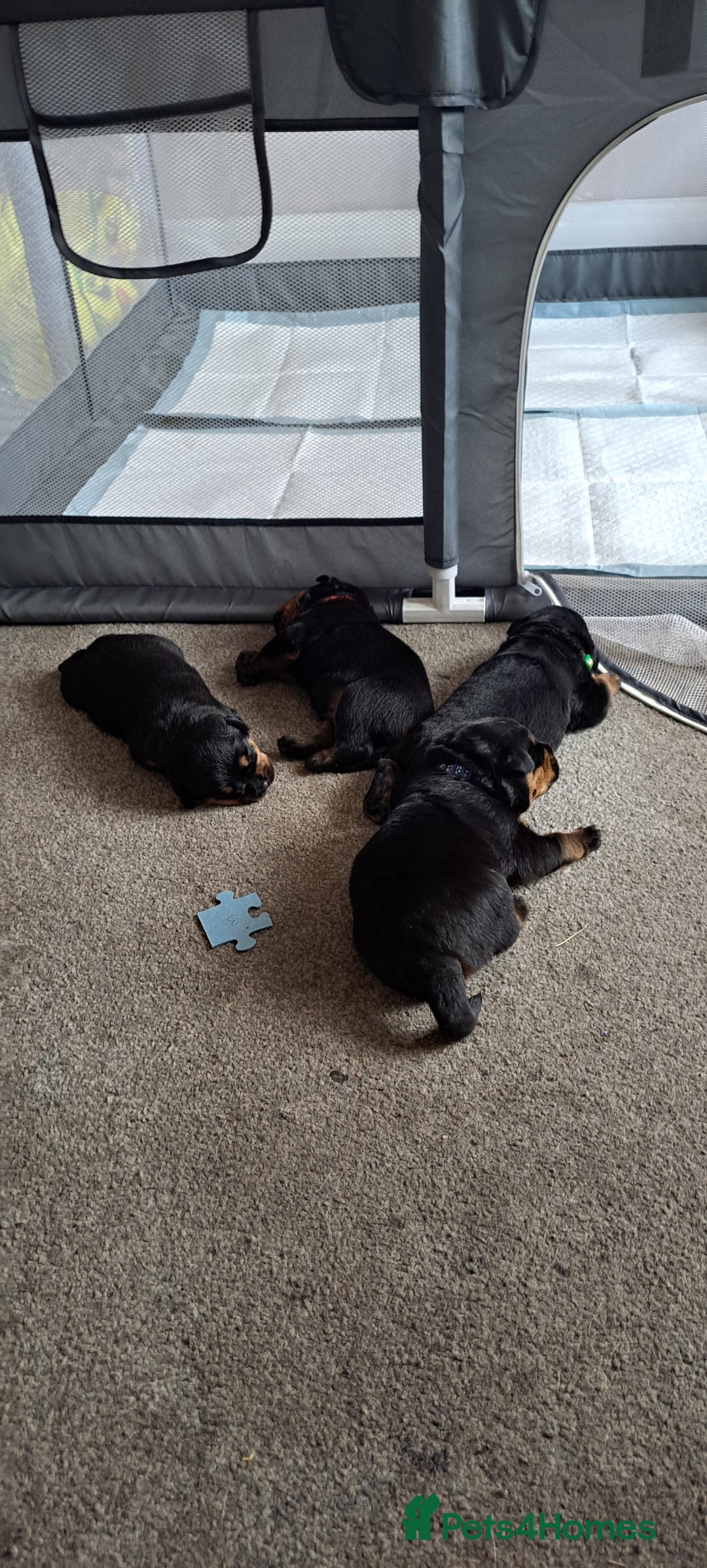Rottweiler dogs for sale: Rottweiler puppies - Image 5