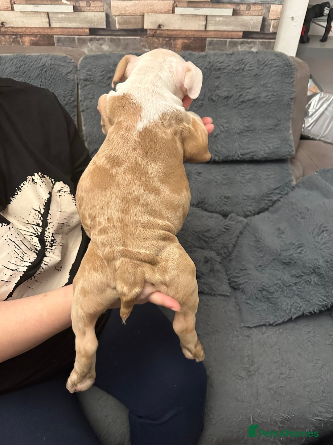 American Bully dogs for sale: ABKC REGISTERED Pocket Exotic/Extreme Bully PUPS! - Advert 16