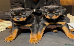 Rottweiler dogs for sale: 🐾 Quality Rottweiler Puppies🏡 - Image 2