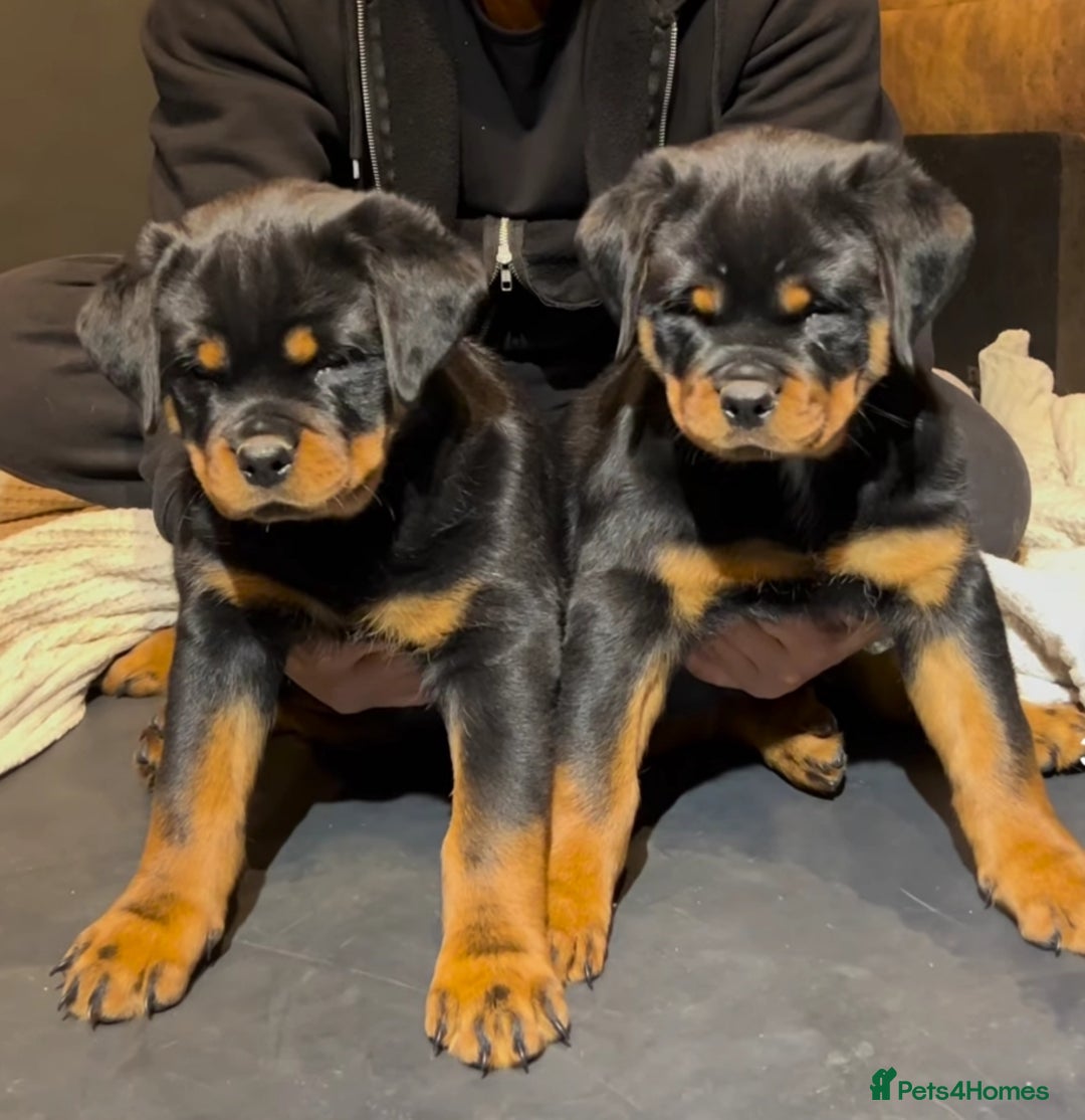 Rottweiler dogs for sale: 🐾 Quality Rottweiler Puppies🏡 - Image 2