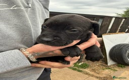 Mixed Breed dogs for sale: Outstanding quality litter of twelve pups - Image 23