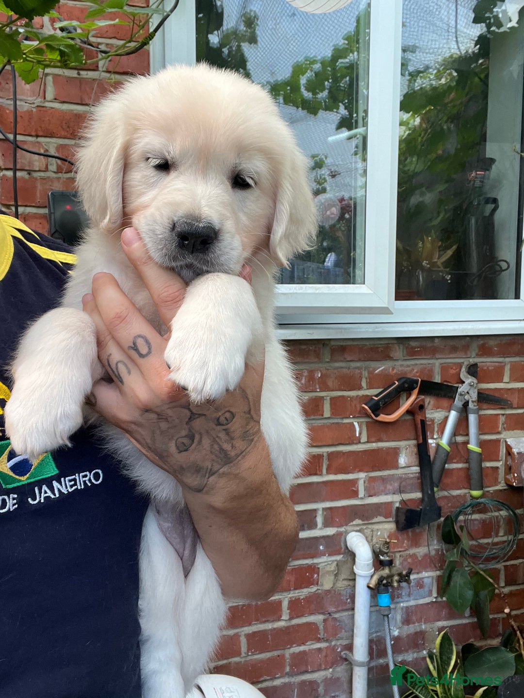 Golden Retriever dogs for sale: 5 generation KC registered pure white  - Image 12
