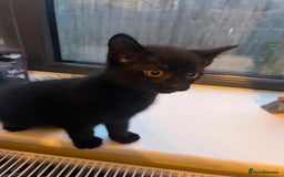 British Shorthair cats for sale: Beautiful kittens from farm cat. - Image 6