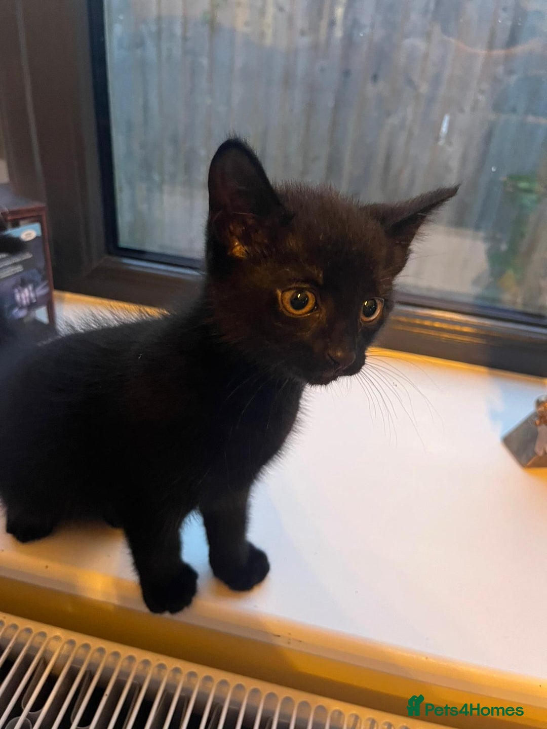 British Shorthair cats for sale: Beautiful kittens from farm cat. - Image 6