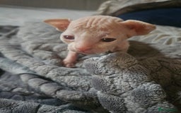 Sphynx cats for sale: Sphynx naked and coated  - Image 14