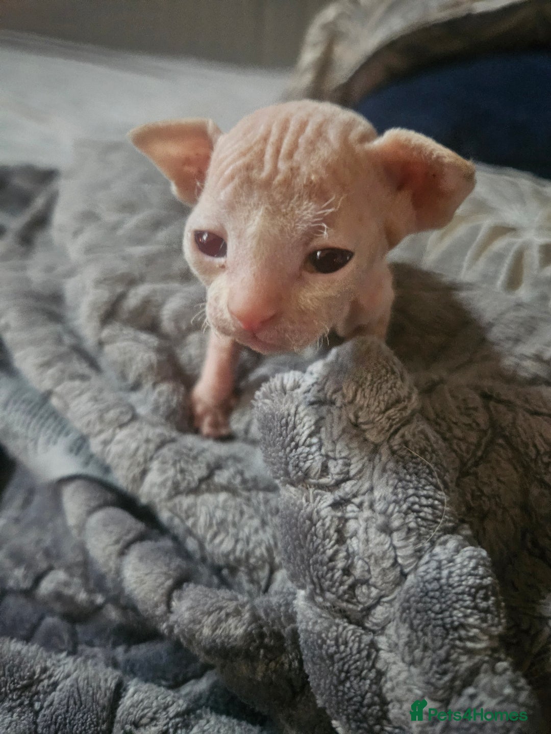 Sphynx cats for sale: Sphynx naked and coated  - Image 14
