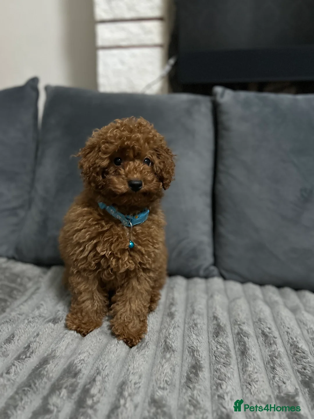 Toy Poodle dogs for sale: Boy toy poodle  - Advert 2