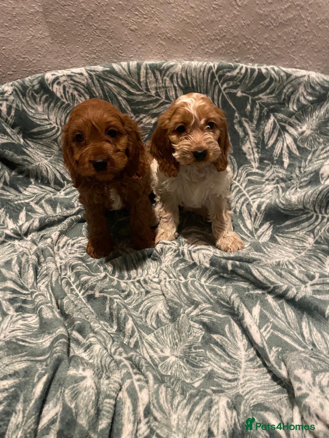 Cockapoo dogs for sale: Cockapoo - Advert 9