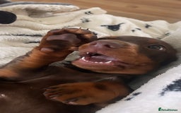 Miniature Dachshund dogs for stud: Stud Available  - Image 12