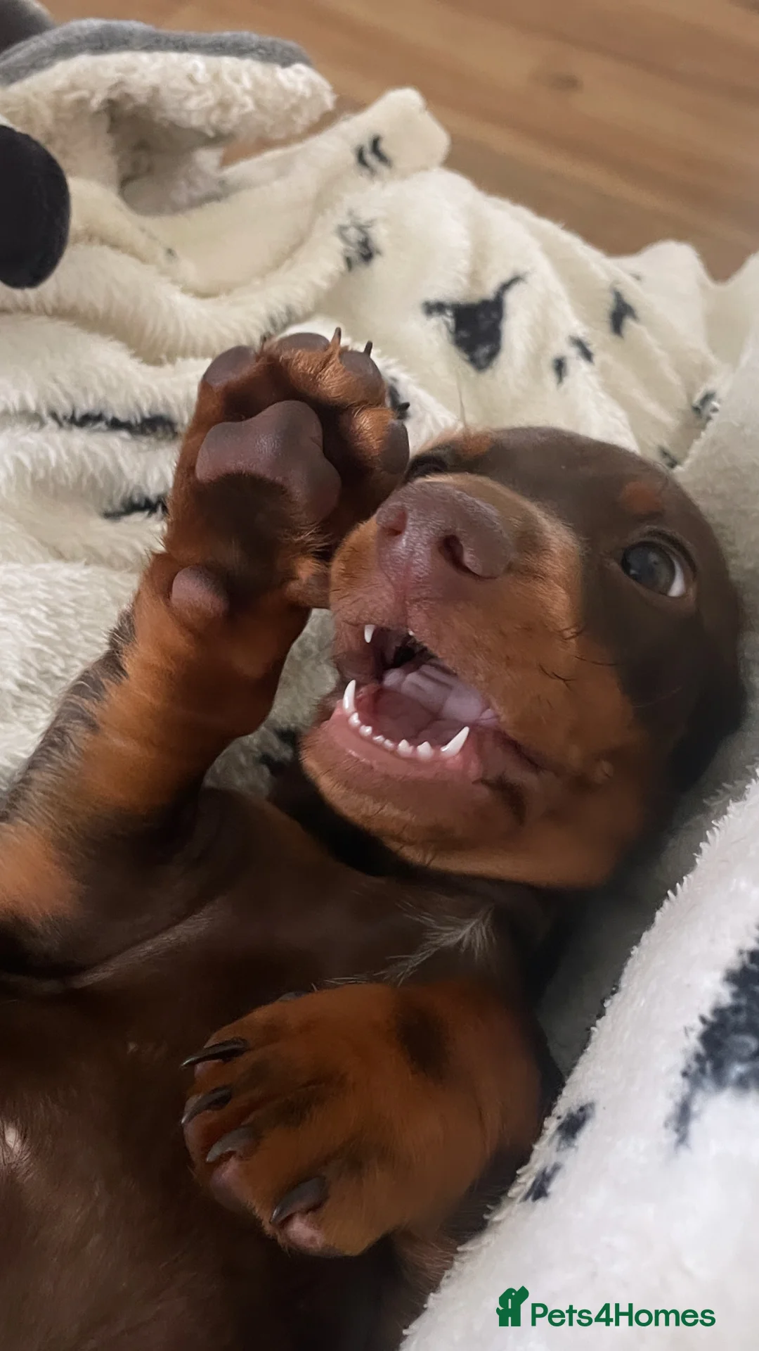 Miniature Dachshund dogs for stud: Stud Available  - Advert 8