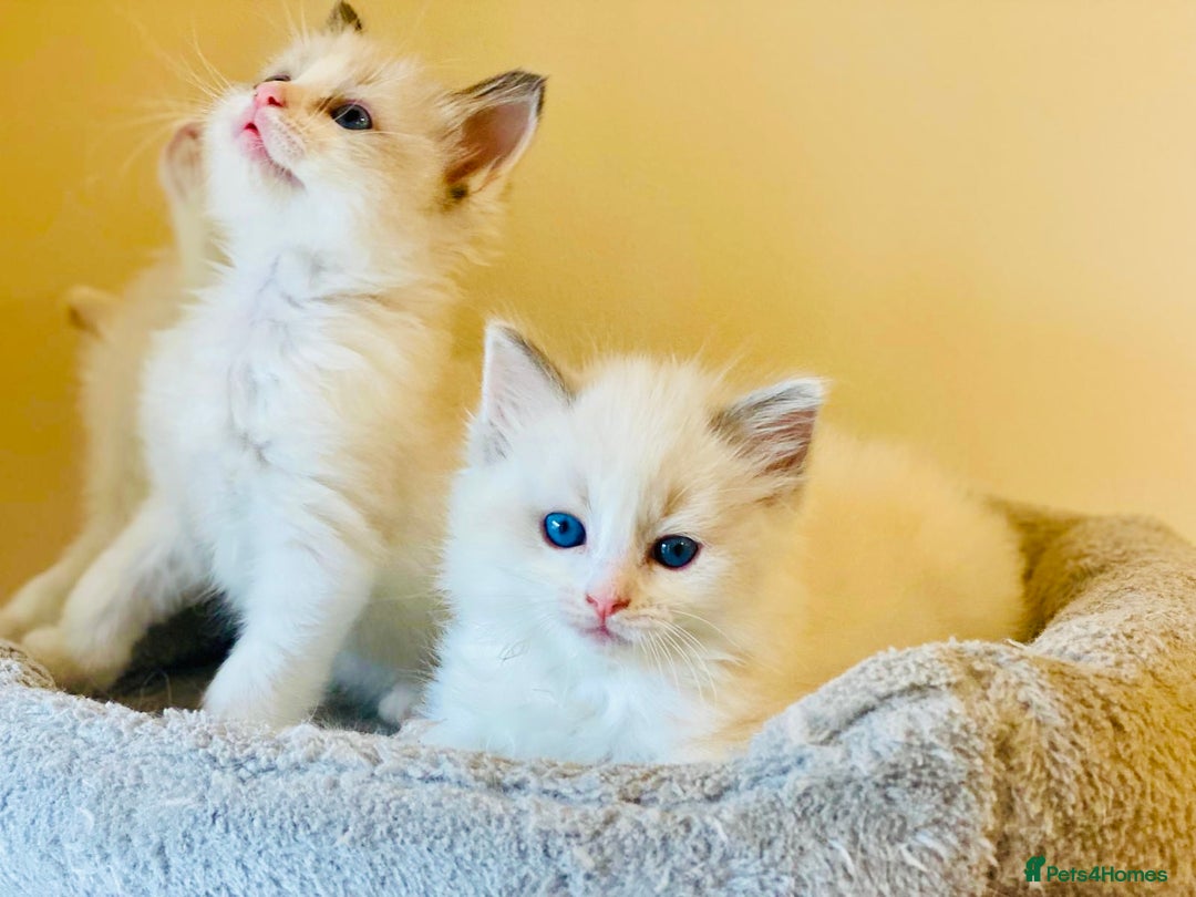 Ragdoll cats for sale: Pure Stunning Ragdoll Kittens - Advert 2