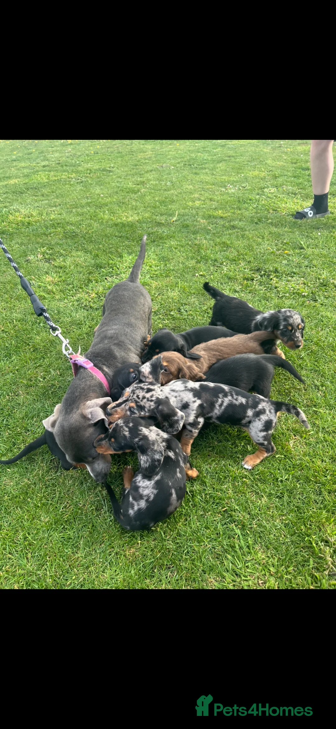 Dachshund dogs for sale: Dachshund Puppy’s ❤️ - Advert 7