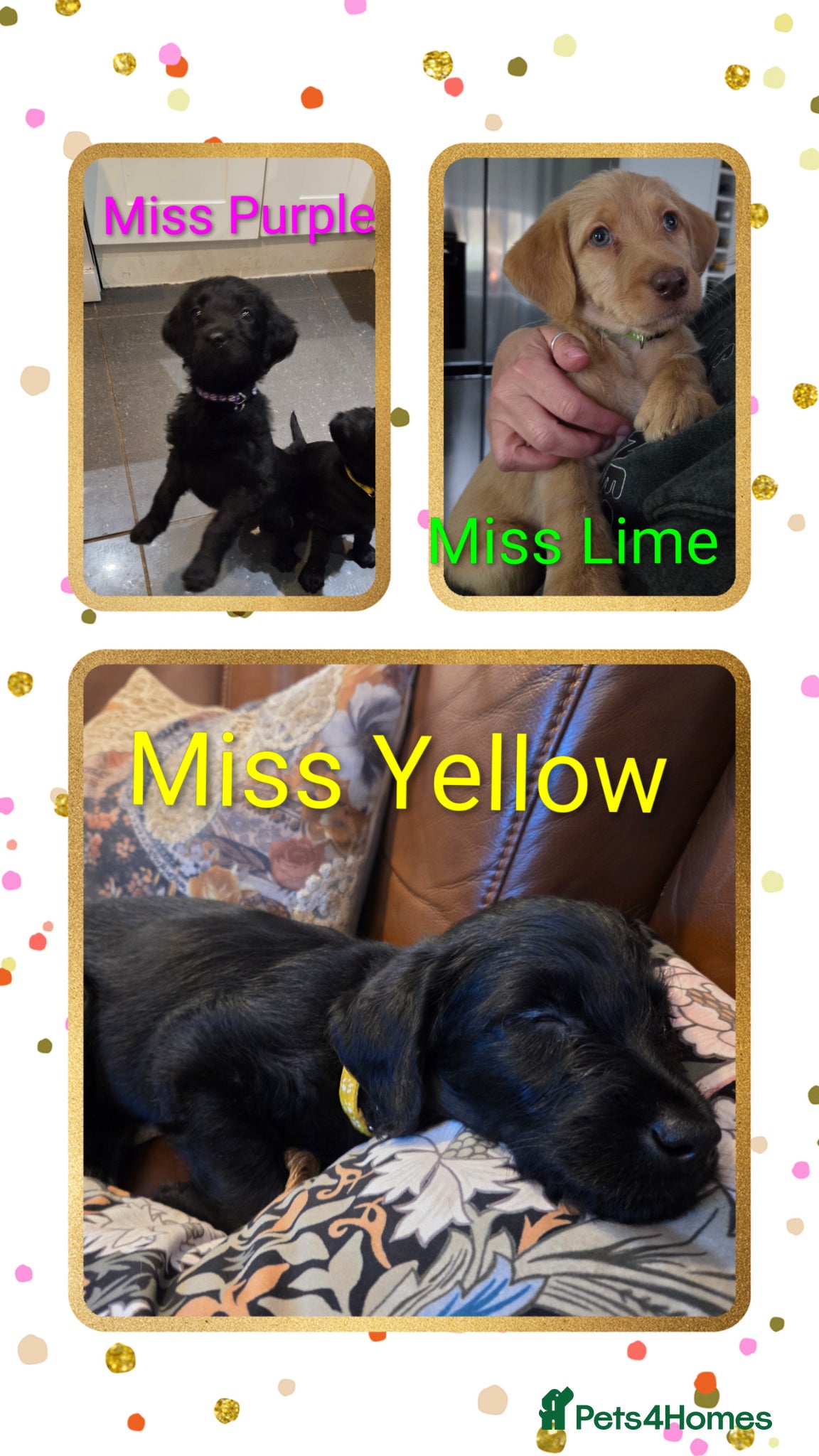 Labradoodle dogs Ready in 1 day Beautiful Home-Raised Labradoodles - Advert 3