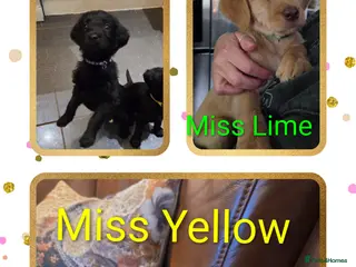 Labradoodle dogs Ready in 1 day Beautiful Home-Raised Labradoodles - Advert 3