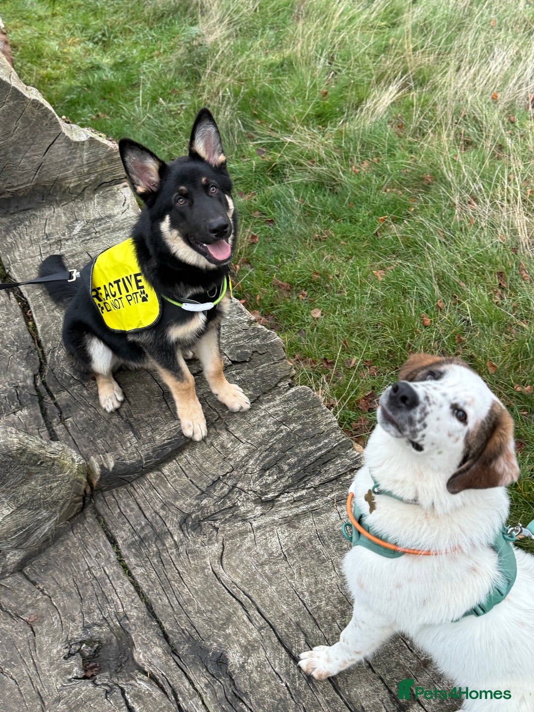 Mixed Breed dogs for sale: Winnie  - Advert 2