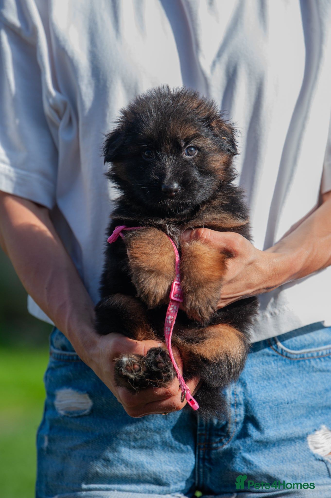 German Shepherd dogs for sale: ❤️🐾 Beautiful Long-Haired GSD Puppies🐾❤️ - Advert 10