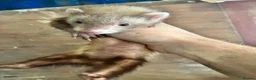 Ferret rodents for sale: Ferrets for sale  - Advert 7