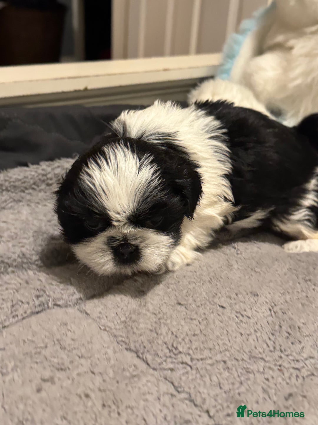 Shih Tzu dogs for sale: Shih Tzu  - Advert 11