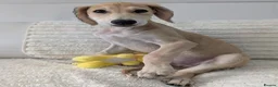 Saluki dogs for sale: Stunning Saluki Boy - Advert 7