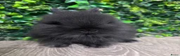 Lionhead rabbits for sale: BEAUTIFUL BABY LIONHEAD BUNNIES  - Advert 4