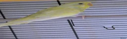 Budgerigars birds for sale: Three 8 month old budgies in Shipley - Advert 7