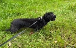 Mixed Breed dogs for adoption: Tiffany * Daxipoo * 240992 - Image 2
