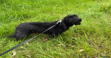 Mixed Breed dogs - Advert 1