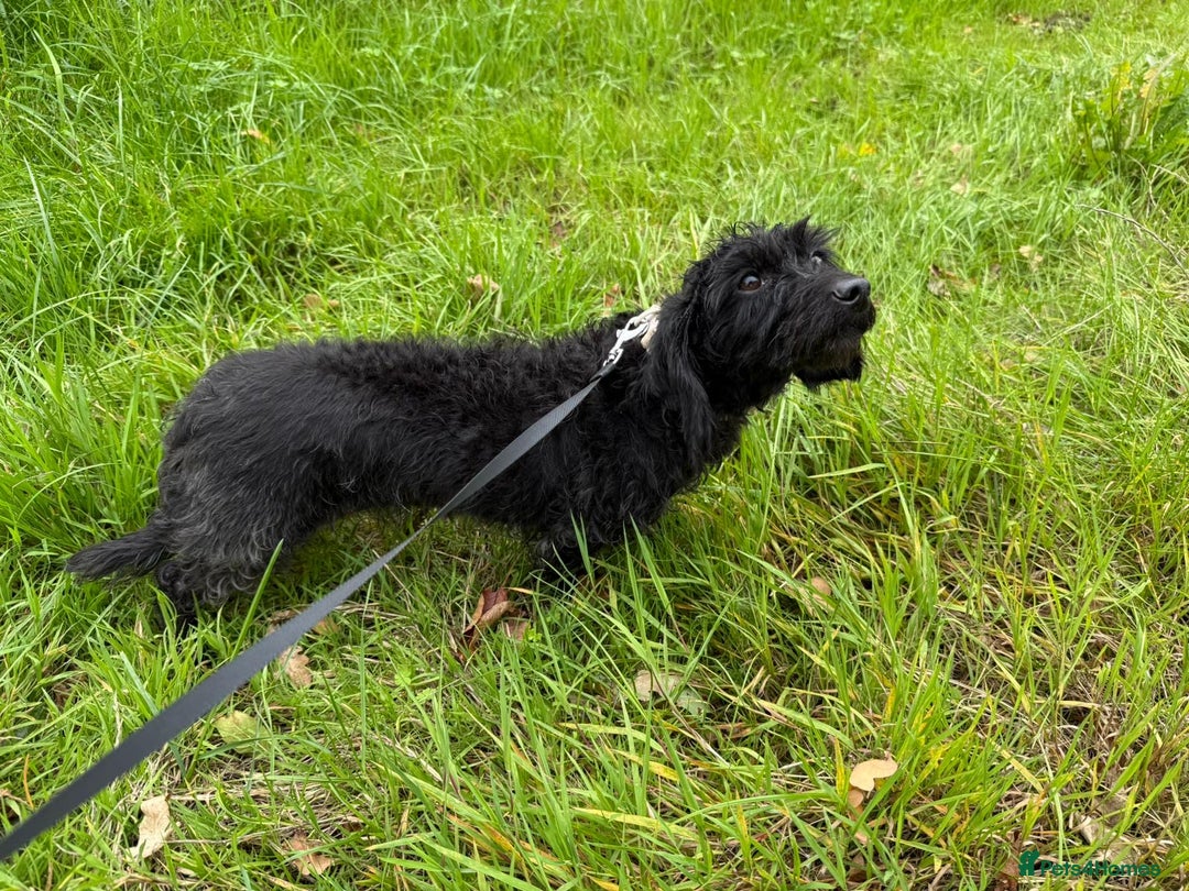 Mixed Breed dogs for adoption: Tiffany * Daxipoo * 240992 - Image 2