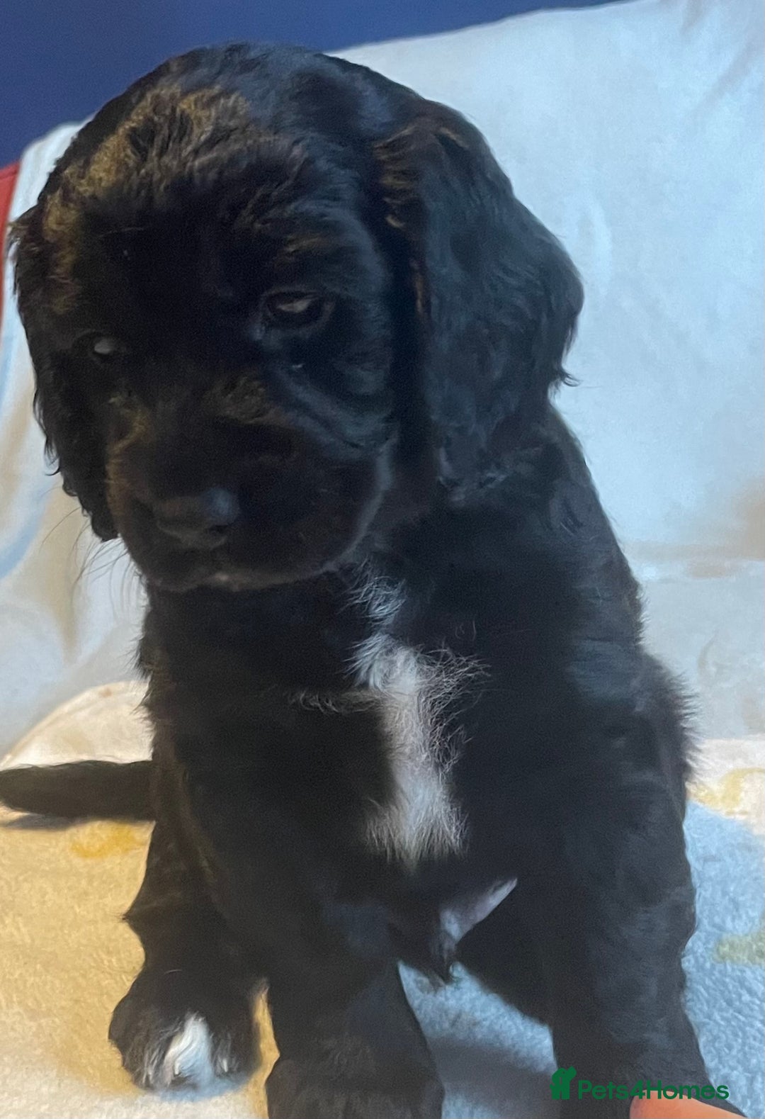 Mixed Breed dogs for sale: Cocker Spaniel cross Cavapoo Pups - Image 16