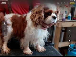Cavalier King Charles Spaniel dogs K.C. Blenheim , high health status. in Carlisle - Advert 2