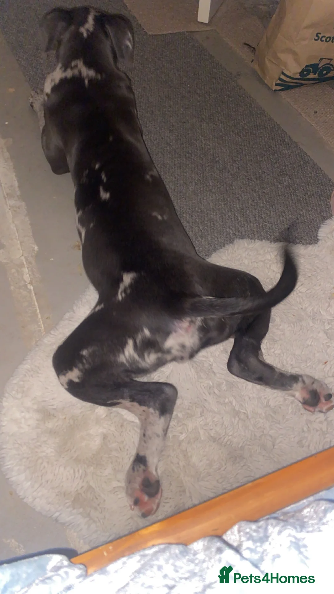 Cane Corso dogs for sale: 7 month blue merel cane corso in Hawick - Advert 2