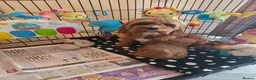 Cavapoo dogs for sale: 5* Cavapoo Puppies - Advert 19