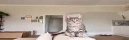 Domestic Shorthair cats for sale: A little over 1yr old female cat in London - Advert 4