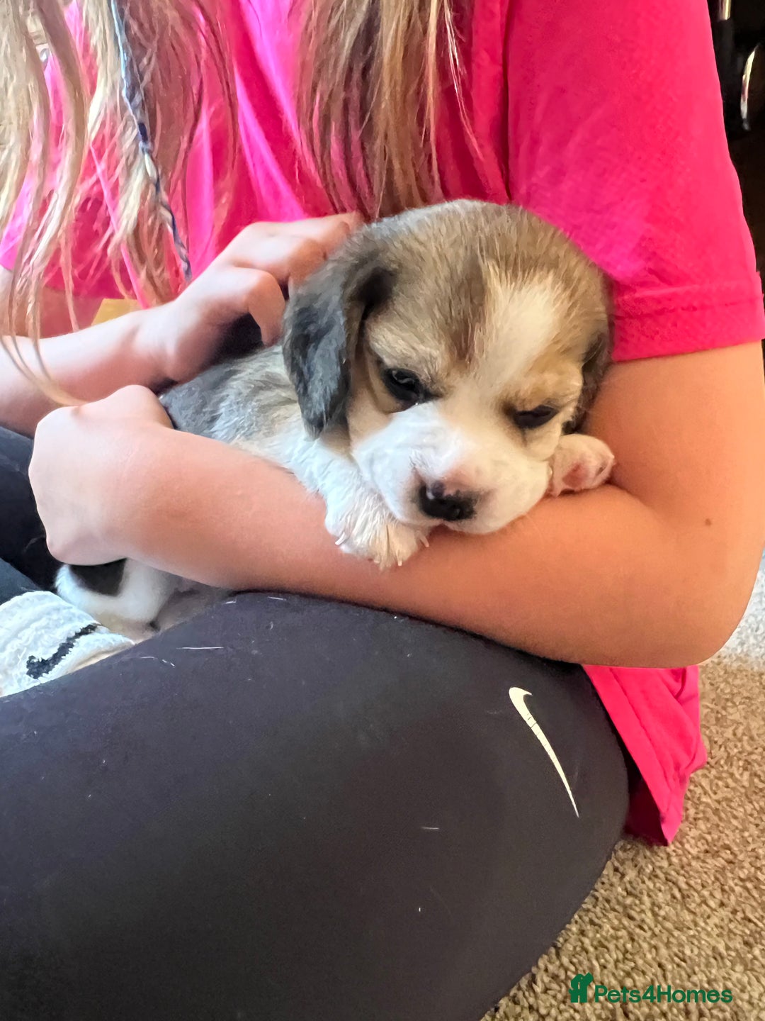 Beagle dogs for sale: Beautiful tri colour beagle puppies  - Image 4