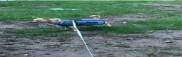 Chihuahua dogs for sale: 🐾 LOVING FOREVER HOME WANTED FOR SOBY 🐾 in Coventry - Advert 6