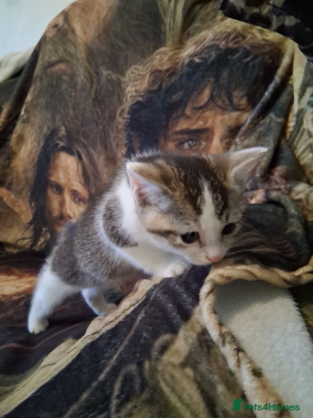 Mixed Breed cats for sale: Scottish straight cross kittens  - Image 19