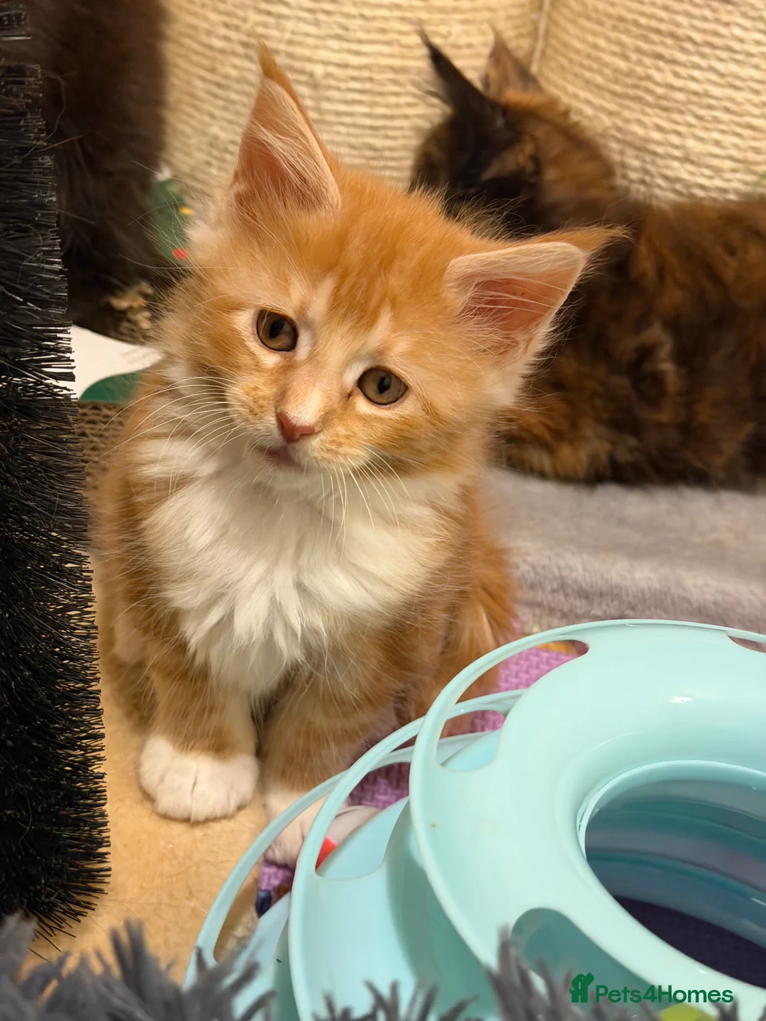 Maine Coon cats for sale: 5 Beautiful Mainecoon Kittens ❤️  - Advert 16