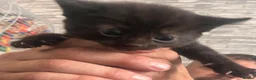 Mixed Breed cats for sale: Ready now last 2 Beautiful kittens - Advert 29