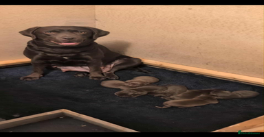 Labrador Retriever dogs Chocolate Labrador puppies ready now  - Advert 14