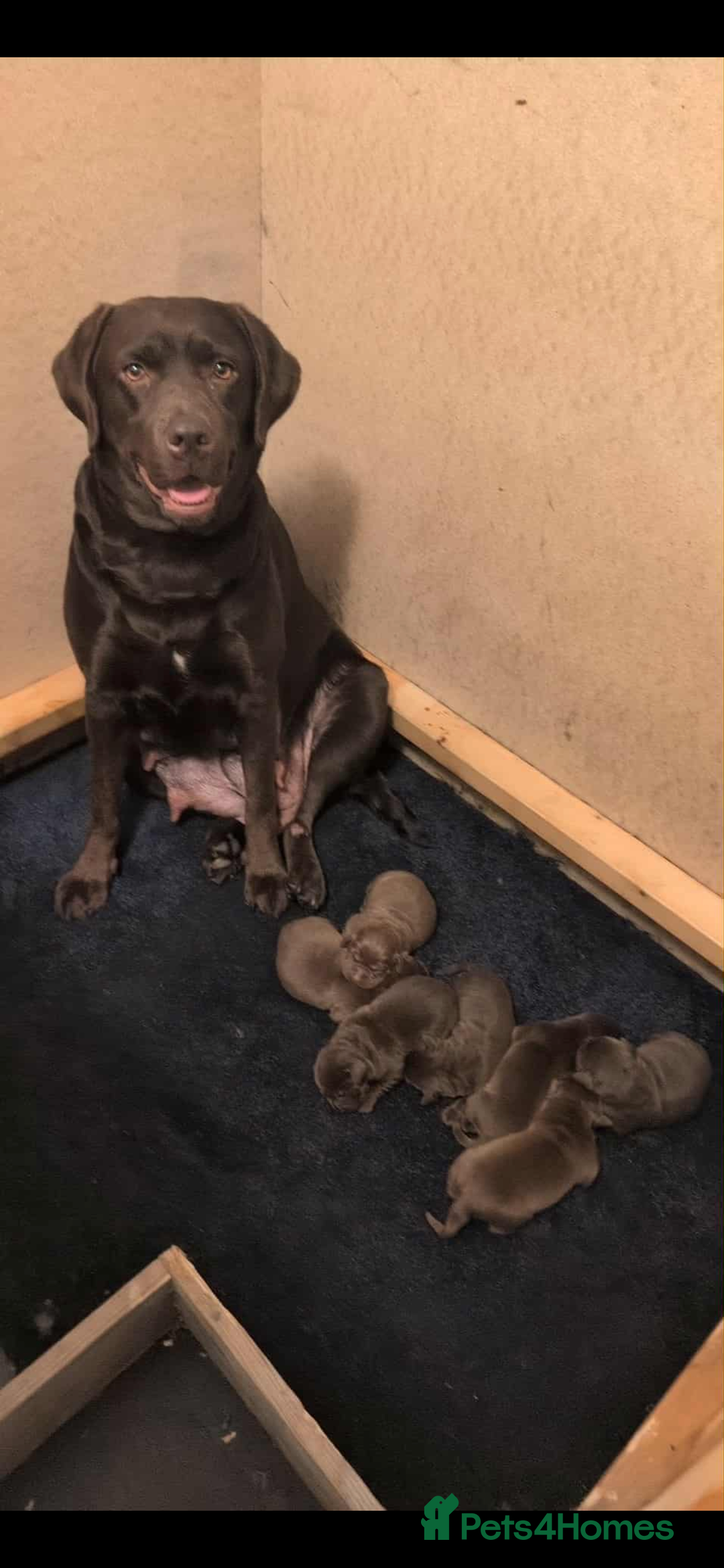 Labrador Retriever dogs for sale: Chocolate Labrador pups  - Image 1